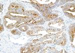 TJP1/ZO-1 Antibody in Immunohistochemistry (Paraffin) (IHC (P))