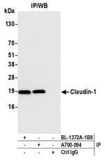 Claudin-1 Antibody in Immunoprecipitation (IP)