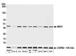 MEK1 Recombinant Rabbit Monoclonal Antibody (BLR095G)