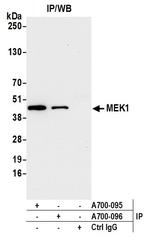 MEK1 Antibody in Immunoprecipitation (IP)