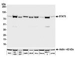 STAT3 Antibody in Western Blot (WB)