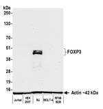 FOXP3 Antibody in Western Blot (WB)