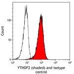 YTHDF2 Antibody in Flow Cytometry (Flow)