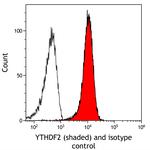 YTHDF2 Antibody in Flow Cytometry (Flow)