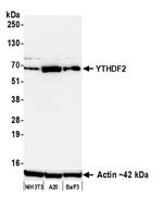 YTHDF2 Antibody in Western Blot (WB)