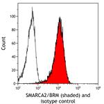 SMARCA2/BRM Antibody in Flow Cytometry (Flow)