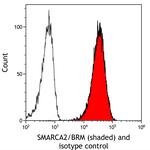 SMARCA2/BRM Antibody in Flow Cytometry (Flow)