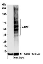 4-HNE Recombinant Rabbit Monoclonal Antibody (BLR303M)