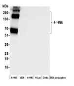 4-HNE Antibody in Western Blot (WB)