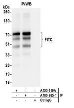 FITC Antibody in Immunoprecipitation (IP)