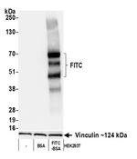 FITC Antibody in Western Blot (WB)