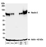 Nectin-3 Antibody in Western Blot (WB)