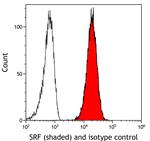 SRF Antibody in Flow Cytometry (Flow)