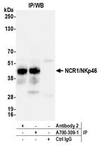 NCR1/NKp46 Antibody in Immunoprecipitation (IP)