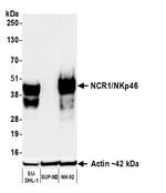 NCR1/NKp46 Antibody in Western Blot (WB)