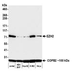 EZH2 Antibody in Western Blot (WB)