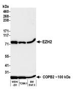 EZH2 Antibody in Western Blot (WB)