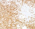 Biotin Antibody in Immunohistochemistry (Paraffin) (IHC (P))