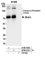 Biotin Antibody in Immunoprecipitation (IP)