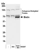 Biotin Antibody in Western Blot (WB)