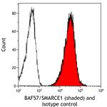 BAF57/SMARCE1 Antibody in Flow Cytometry (Flow)
