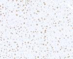 BAF57/SMARCE1 Antibody in Immunohistochemistry (Paraffin) (IHC (P))