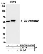 BAF57/SMARCE1 Antibody in Immunoprecipitation (IP)