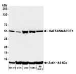 BAF57/SMARCE1 Antibody in Western Blot (WB)