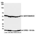 BAF57/SMARCE1 Antibody in Western Blot (WB)