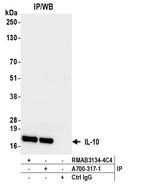 IL-10 Antibody in Immunoprecipitation (IP)