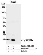 p16INK4a Antibody in Immunoprecipitation (IP)
