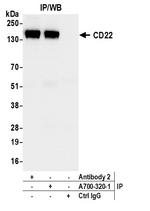 CD22 Antibody in Immunoprecipitation (IP)