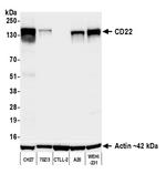 CD22 Antibody in Western Blot (WB)