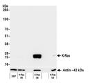 K-Ras Antibody in Western Blot (WB)