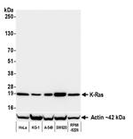 K-Ras Antibody in Western Blot (WB)
