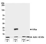 K-Ras Antibody in Western Blot (WB)