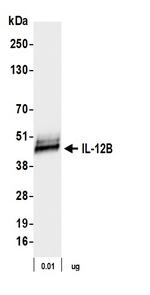IL-12B Antibody in Western Blot (WB)