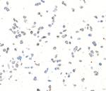 CD138 Antibody in Immunocytochemistry (ICC/IF)