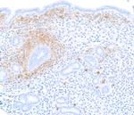 CD138 Antibody in Immunohistochemistry (Paraffin) (IHC (P))