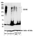 CD138 Antibody in Western Blot (WB)