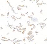 N-Ras Antibody in Immunocytochemistry (ICC/IF)