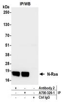 N-Ras Antibody in Immunoprecipitation (IP)
