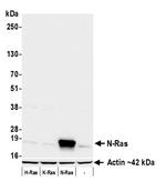 N-Ras Antibody in Western Blot (WB)
