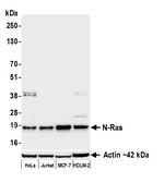 N-Ras Antibody in Western Blot (WB)