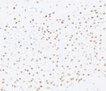 MEF2C Antibody in Immunohistochemistry (Paraffin) (IHC (P))