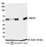 MEF2C Antibody in Western Blot (WB)