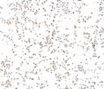 Biotin Recombinant Rabbit Monoclonal Antibody (BLR328M)