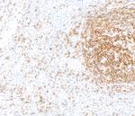 Biotin Antibody in Immunohistochemistry (Paraffin) (IHC (P))