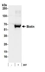 Biotin Antibody in Western Blot (WB)