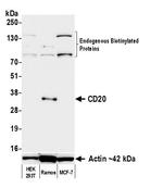 Biotin Antibody in Western Blot (WB)
